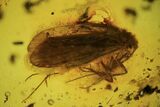 Detailed Fossil Caddisfly (Trichopterae) In Baltic Amber #87239-1